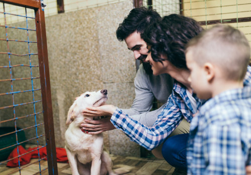 Exploring Animal Control and Welfare Policies in Fairfax County, VA